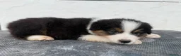 Pastor Australiano perros en venta:  Bahia de Txingudi Pastor Australiano  - Anuncio 13