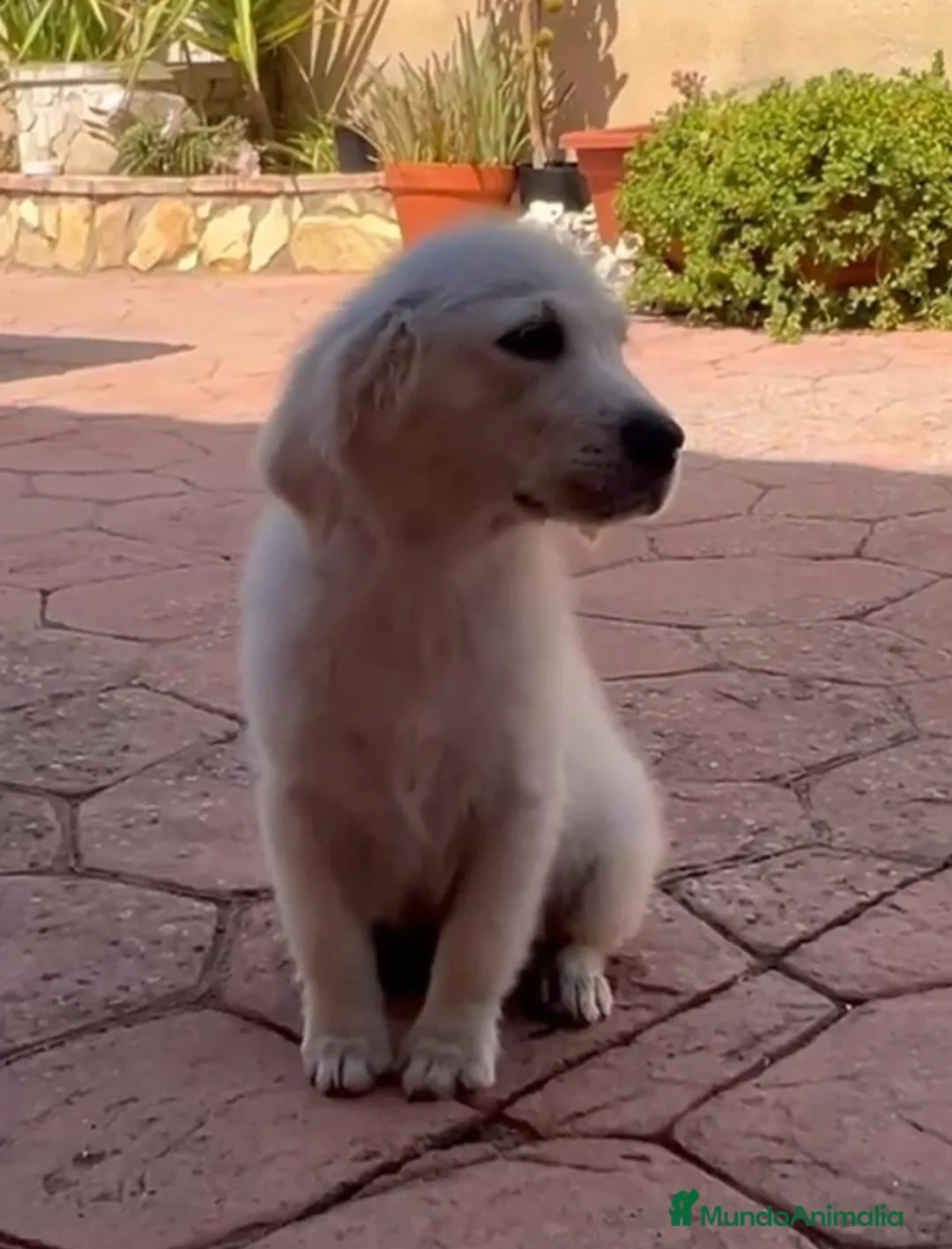 Golden Retriever perros en venta: Golden retriever  - Anuncio 2