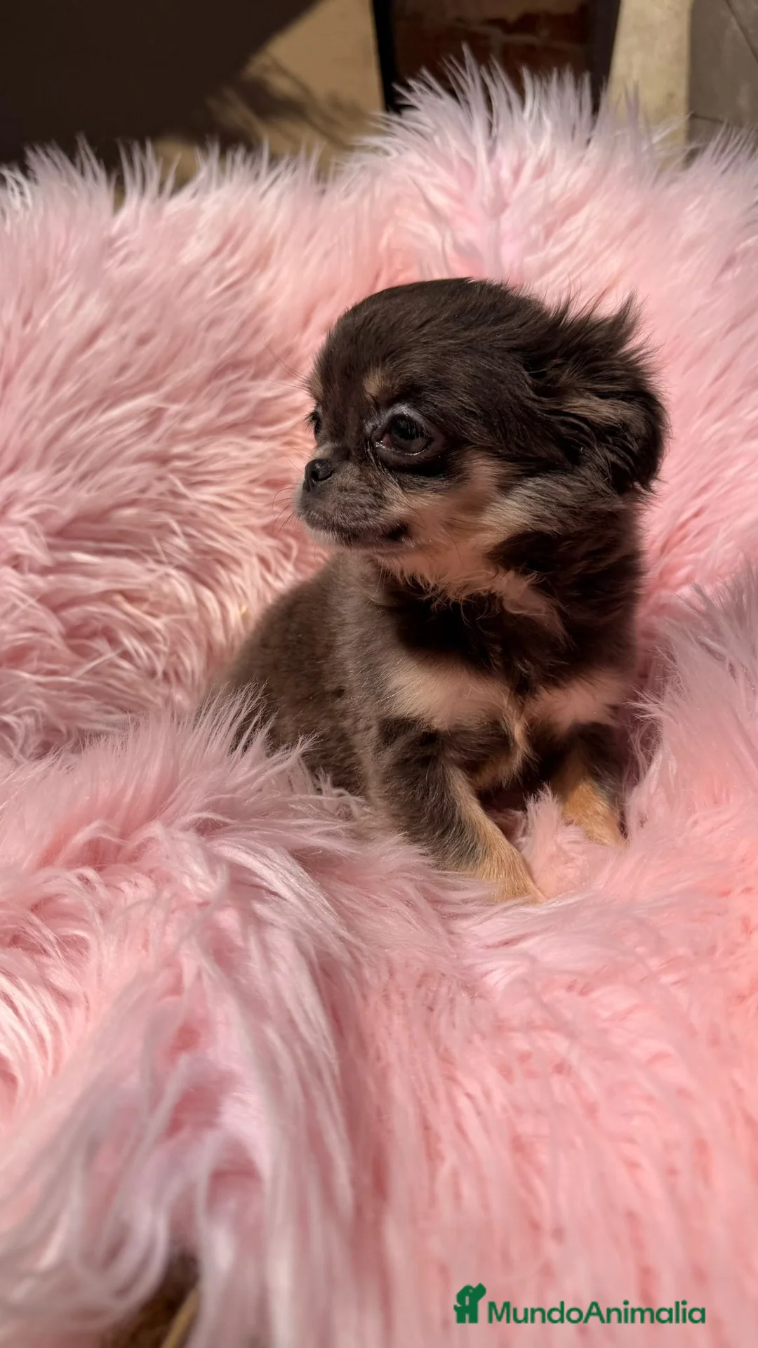 Chihuahua perros en venta: Chihuahua pelo largo hembra  - Anuncio 2