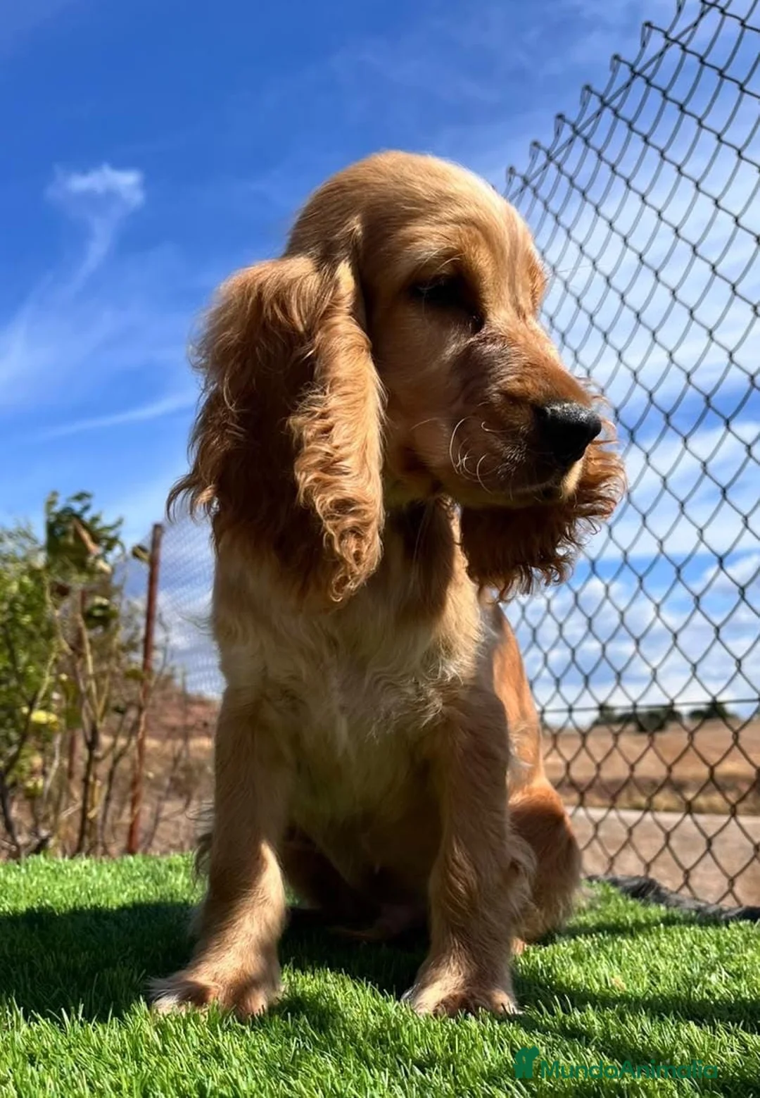 Cocker Spaniel Inglés perros en venta: Cocker inglés 🐾 - Anuncio 1