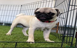 Carlino - Pug perros en venta: ULTIMO CACHORRO PUG REBAJADO  - Imagen 1