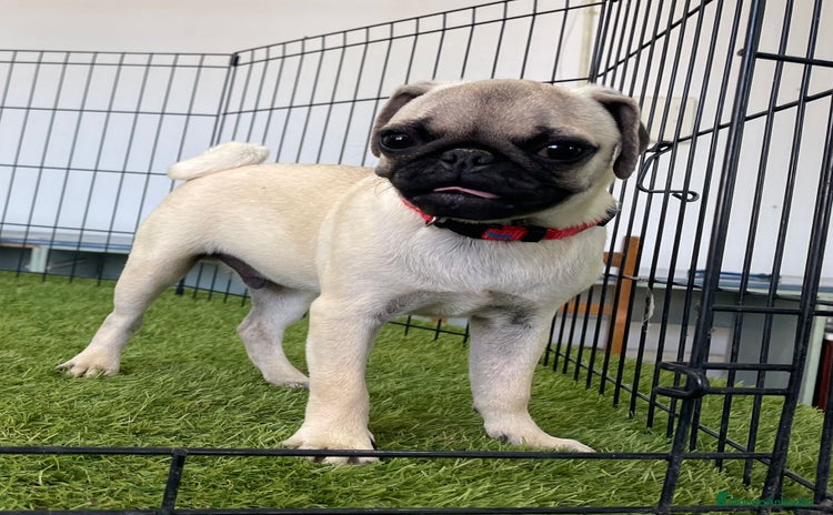 Carlino - Pug perros - Propaganda 4