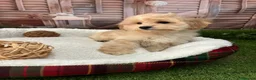 Maltipoo perros en venta: Maltipoo listo para entregar fotos reales !! - Anuncio 4
