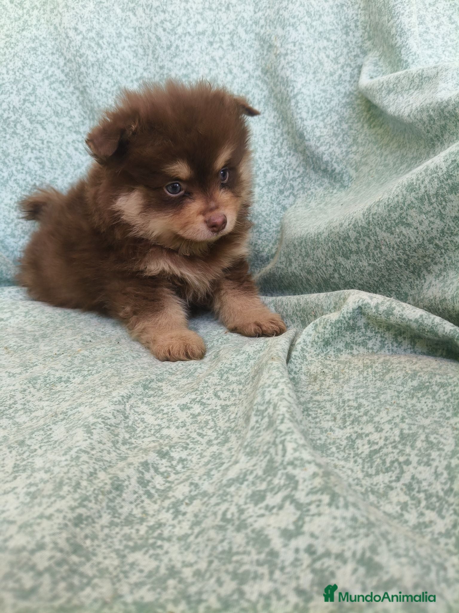 Pomerania perros Pomerania - Anuncio 2