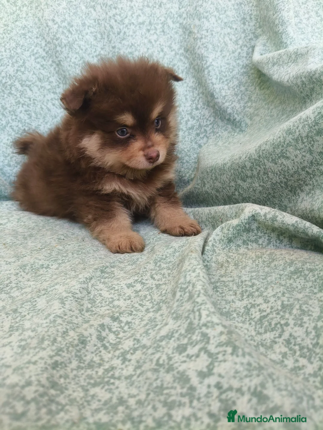 Pomerania perros en venta: Pomerania - Anuncio 1