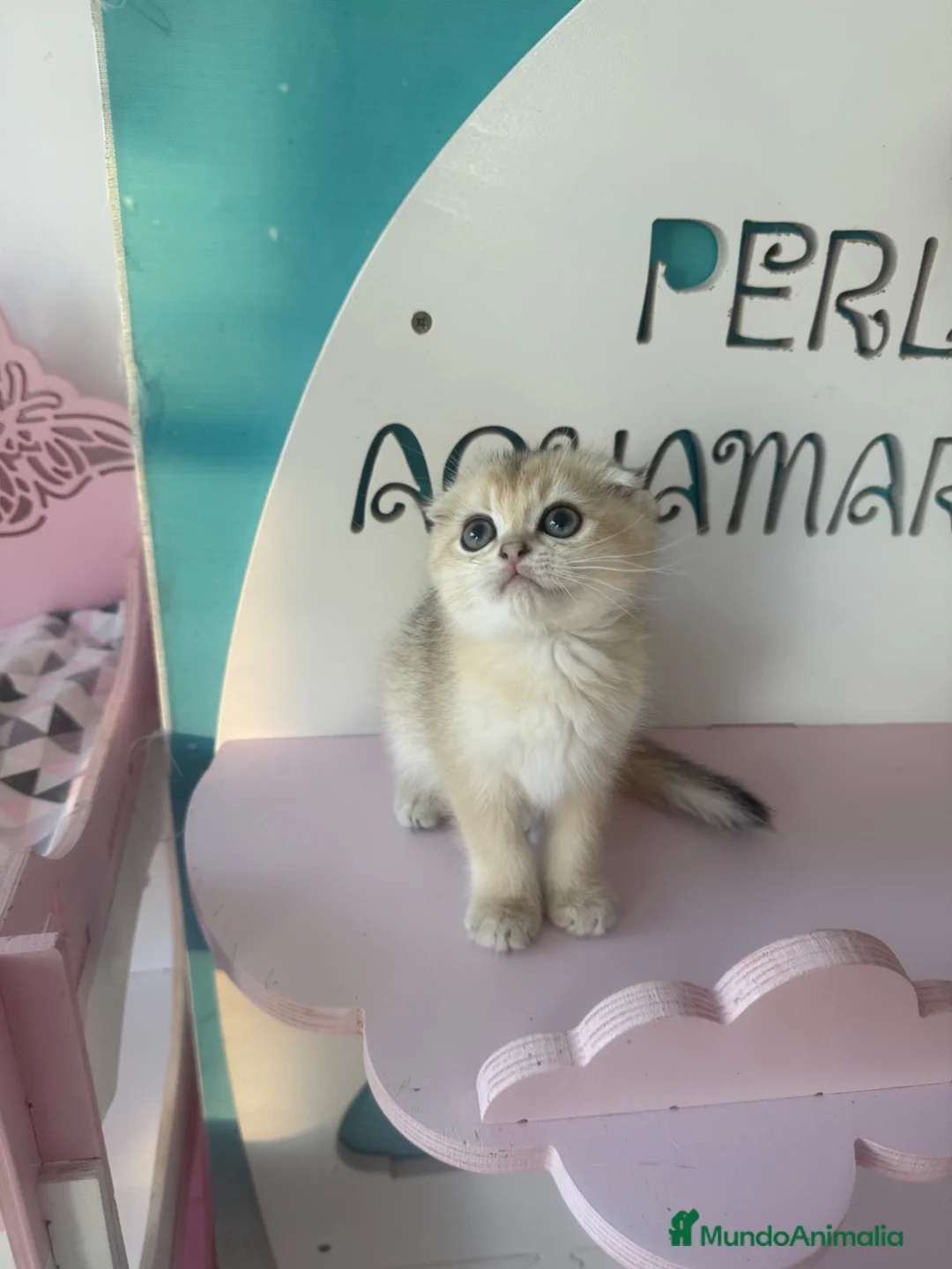 Scottish Fold gatos en venta: Scottish fold - Anuncio 2