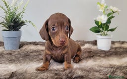 Teckel perros en venta: Vendo teckel - Imagen 3