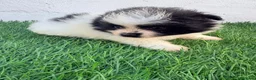 Pomerania perros en venta: Pomerania - Anuncio 3