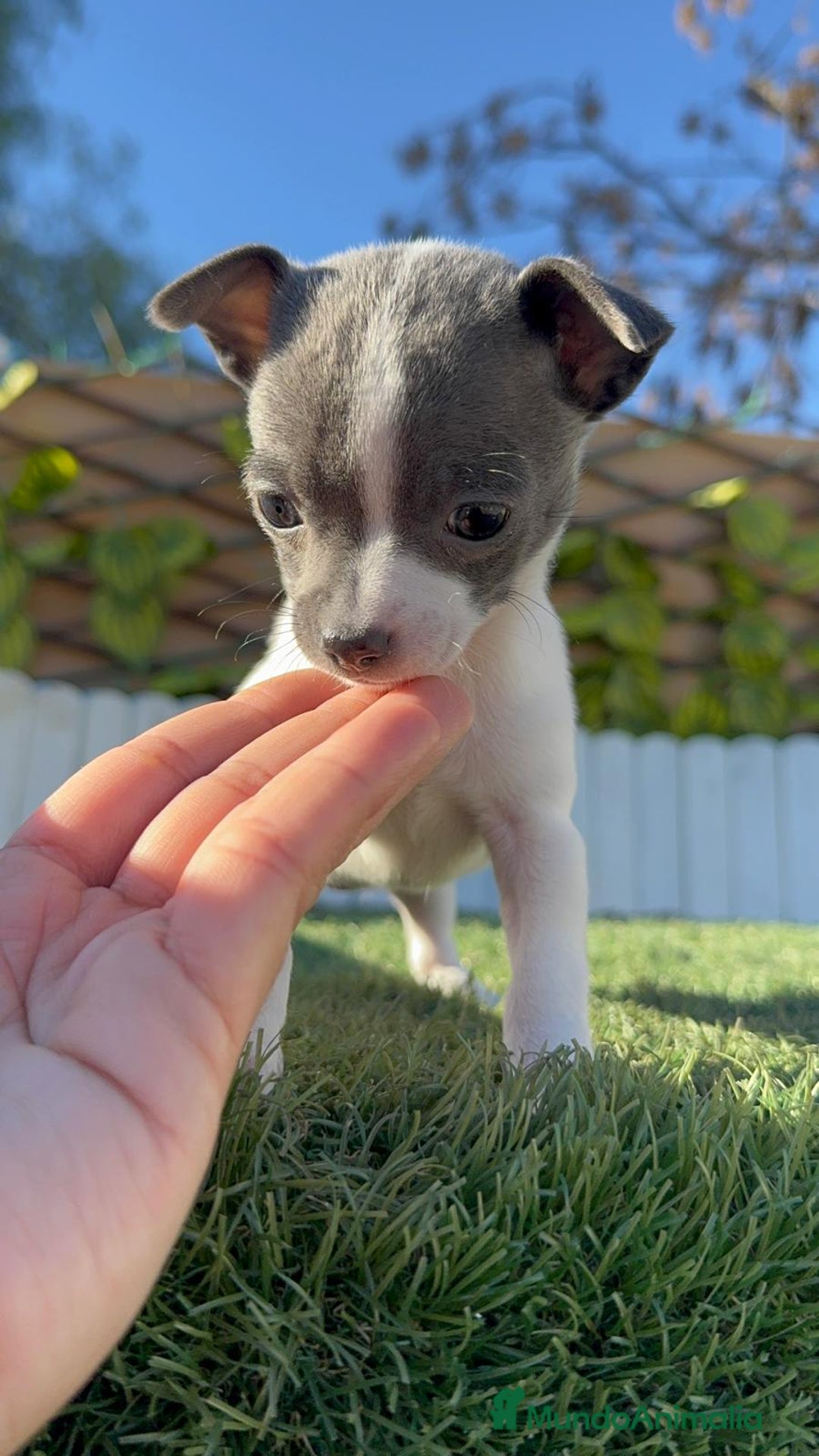 Chihuahua perros en venta: CHIHUAHUA HEMBRA - Anuncio 4