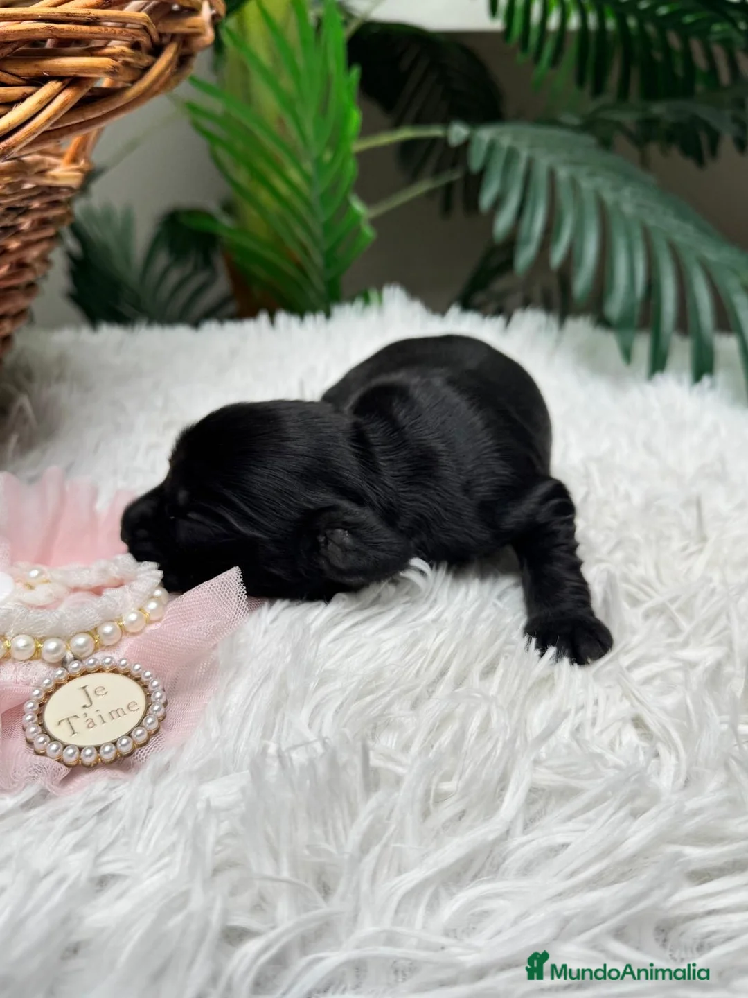 Cocker Spaniel Inglés perros en venta: COCKER HEMBRA - Anuncio 5