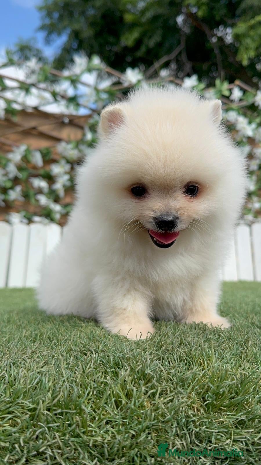Pomerania perros POMERANIA 💙🤍 - Anuncio 1