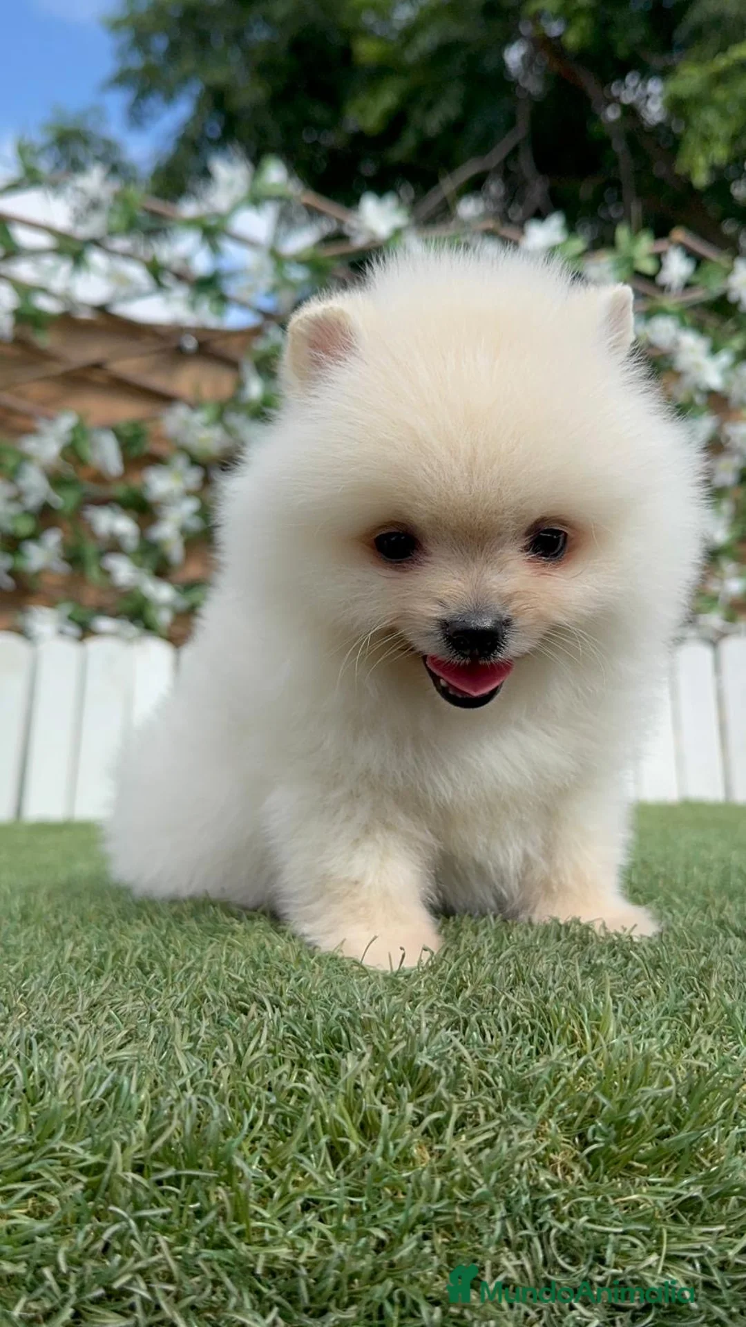 Pomerania perros en venta: POMERANIA 💙🤍 - Anuncio 1