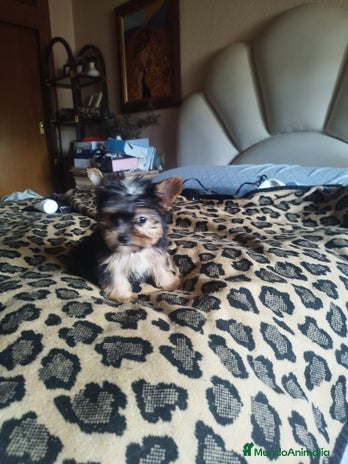 Yorkshire Terrier perros - Anuncio 1