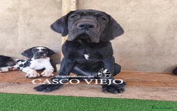 Dogo Alemán perros en venta: Cachorros de Dogo Alemán - Imagen 21