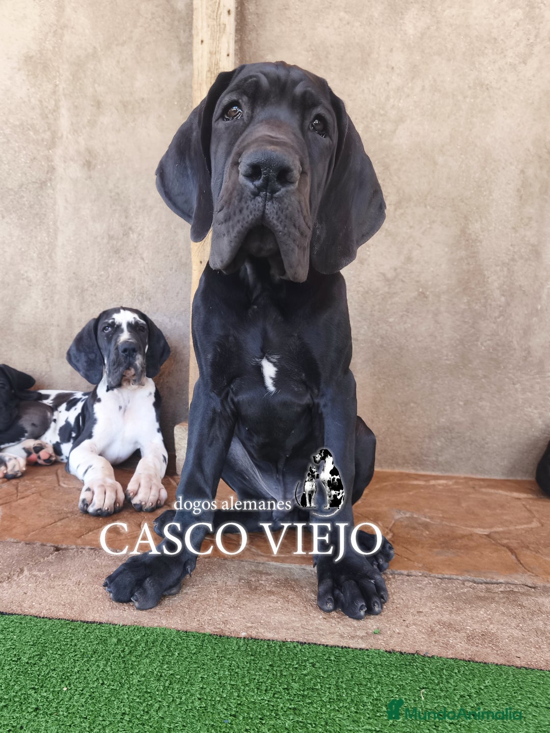 Dogo Alemán perros en venta: Cachorros de Dogo Alemán - Imagen 21