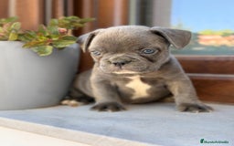 Bulldog Francés perros en venta: Bulldog francés exóticos  - Imagen 5