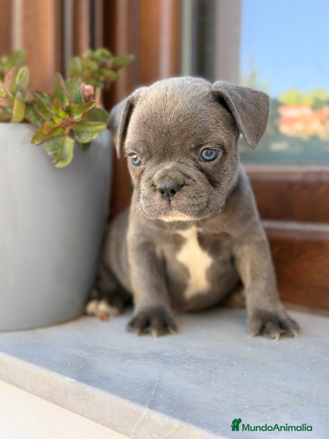Bulldog Francés perros en venta: Bulldog francés exóticos  - Imagen 5