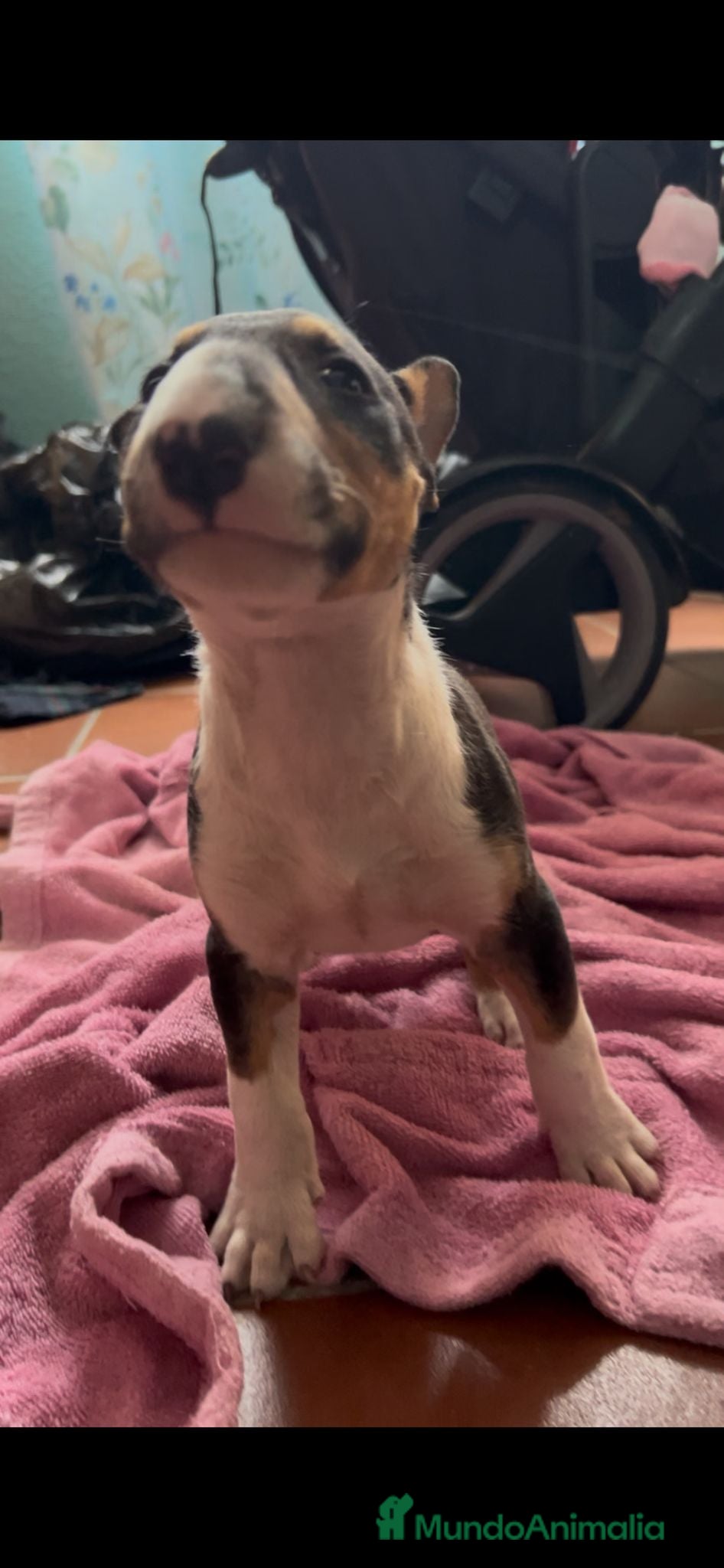 Bull Terrier Miniatura perros en venta: Bullterier mini último !! - Anuncio 3
