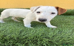 Jack Russell Terrier perros en venta: Camada de Jack Russell de pata corta  - Imagen 13