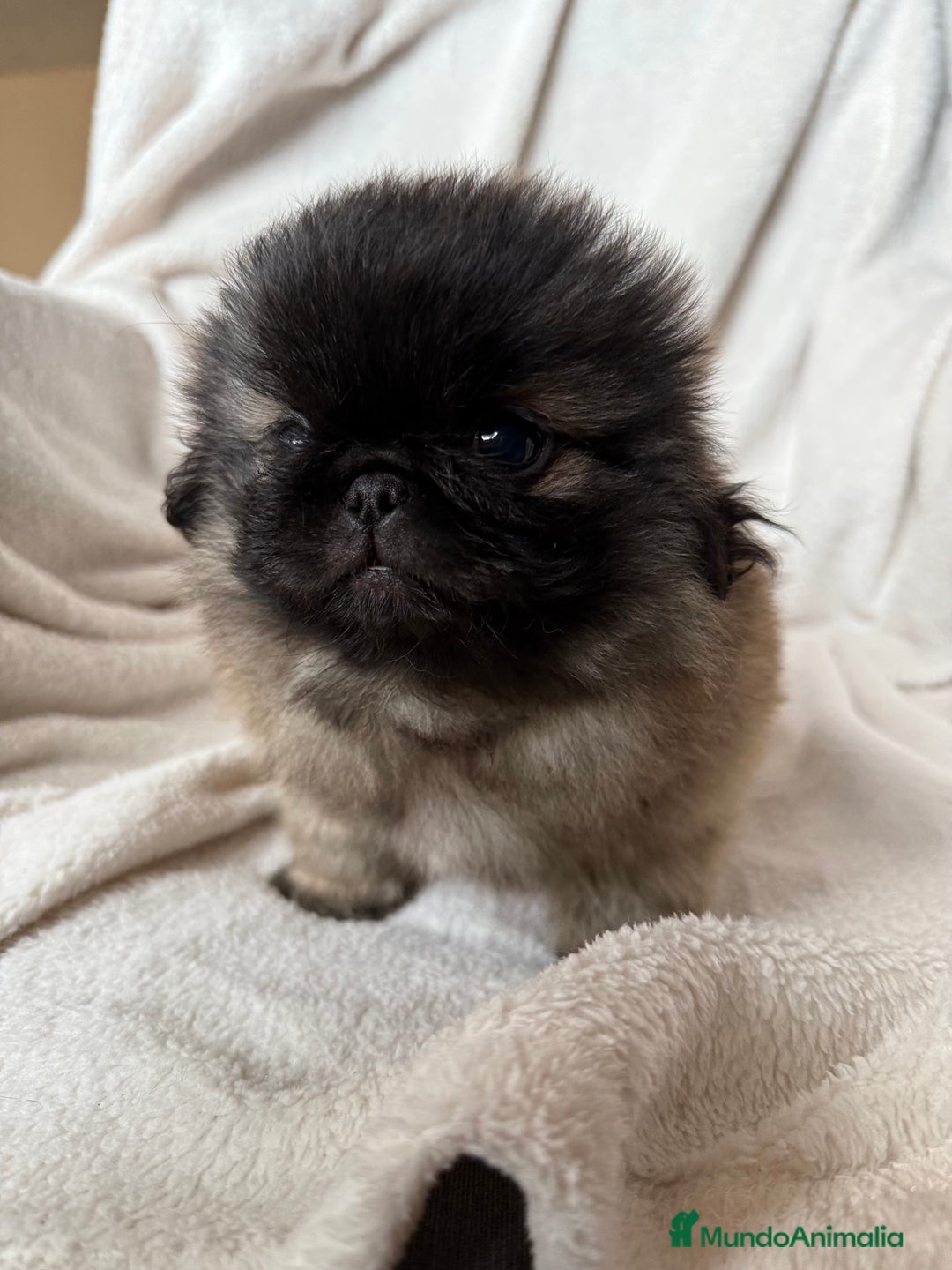 Pekinés perros en venta: Precioso machito de Pekines Imperial - Imagen 3