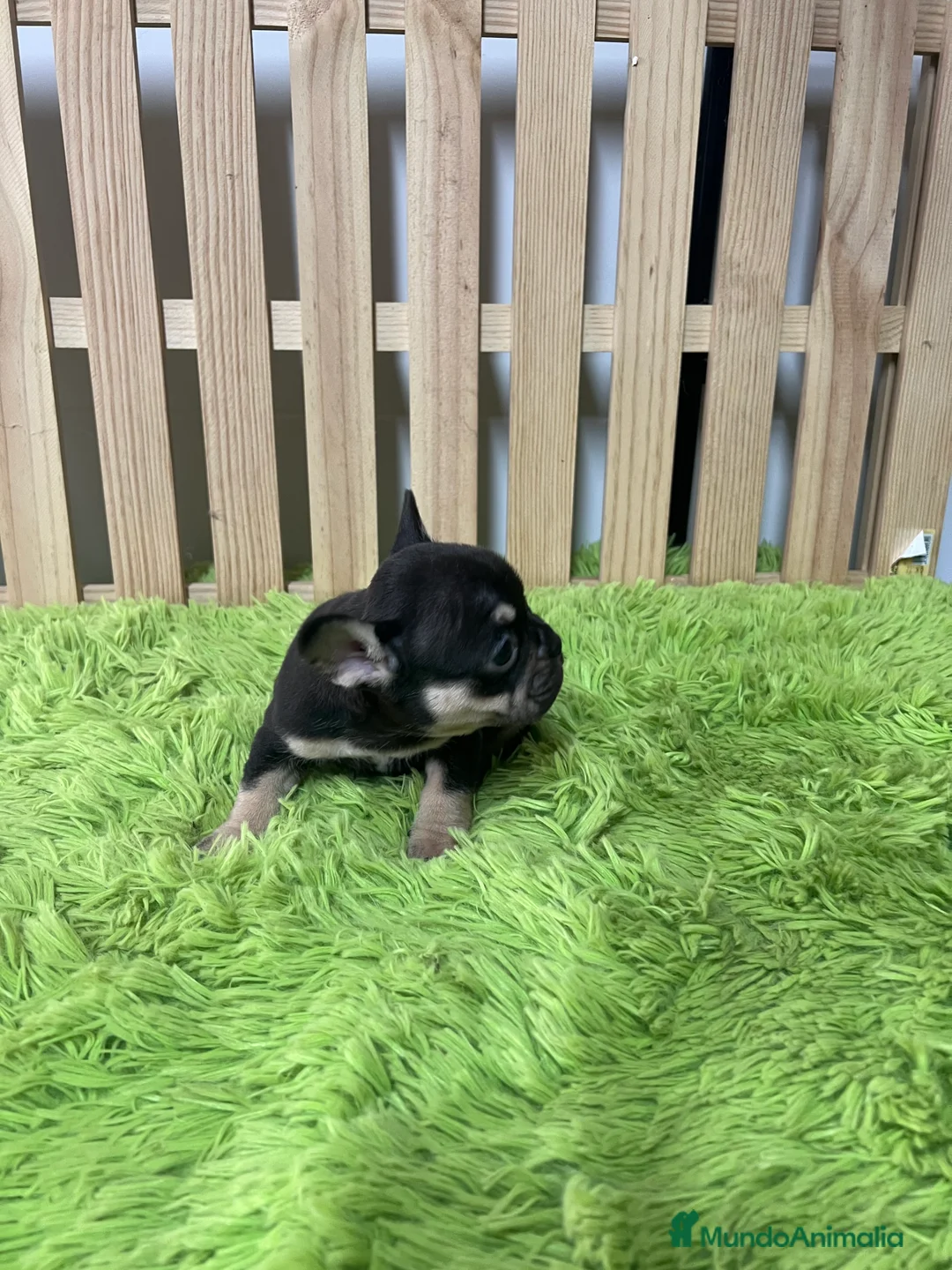 Bulldog Francés perros en venta: Bulldog francés chocolate  - Anuncio 5