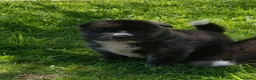 Akita Americano perros en venta: Akita americano - Anuncio 6