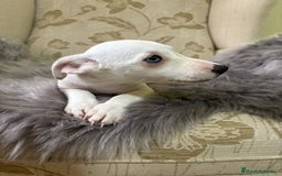 Jack Russell Terrier perros en venta: Cachorros de Jack Russell  - Imagen 6