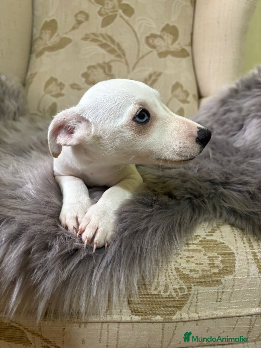 Jack Russell Terrier perros en venta: Cachorros de Jack Russell  - Imagen 6