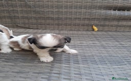 Shih Tzu perros en venta: Shih tzu bicolor - Imagen 6