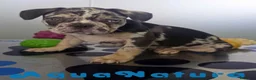 Bulldog Francés perros en venta: Bulldog Frances Macho 9811 AQUANATURA - Anuncio 8