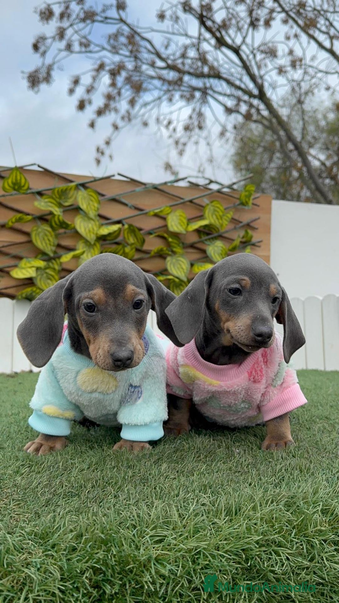 Teckel Miniatura perros en venta: TECKEL MINIATURA BLUE - Anuncio 10