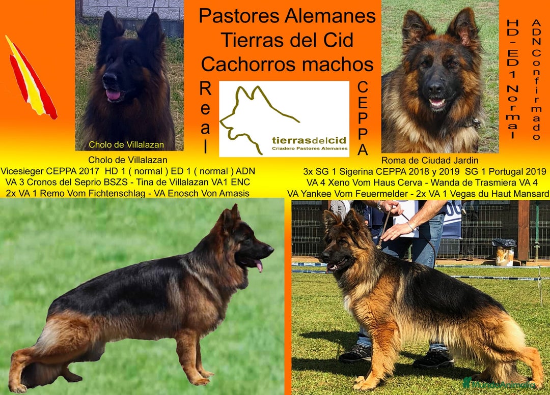 Pastor Alemán perros en venta: Pastor alemán pelo largo  - Anuncio 6