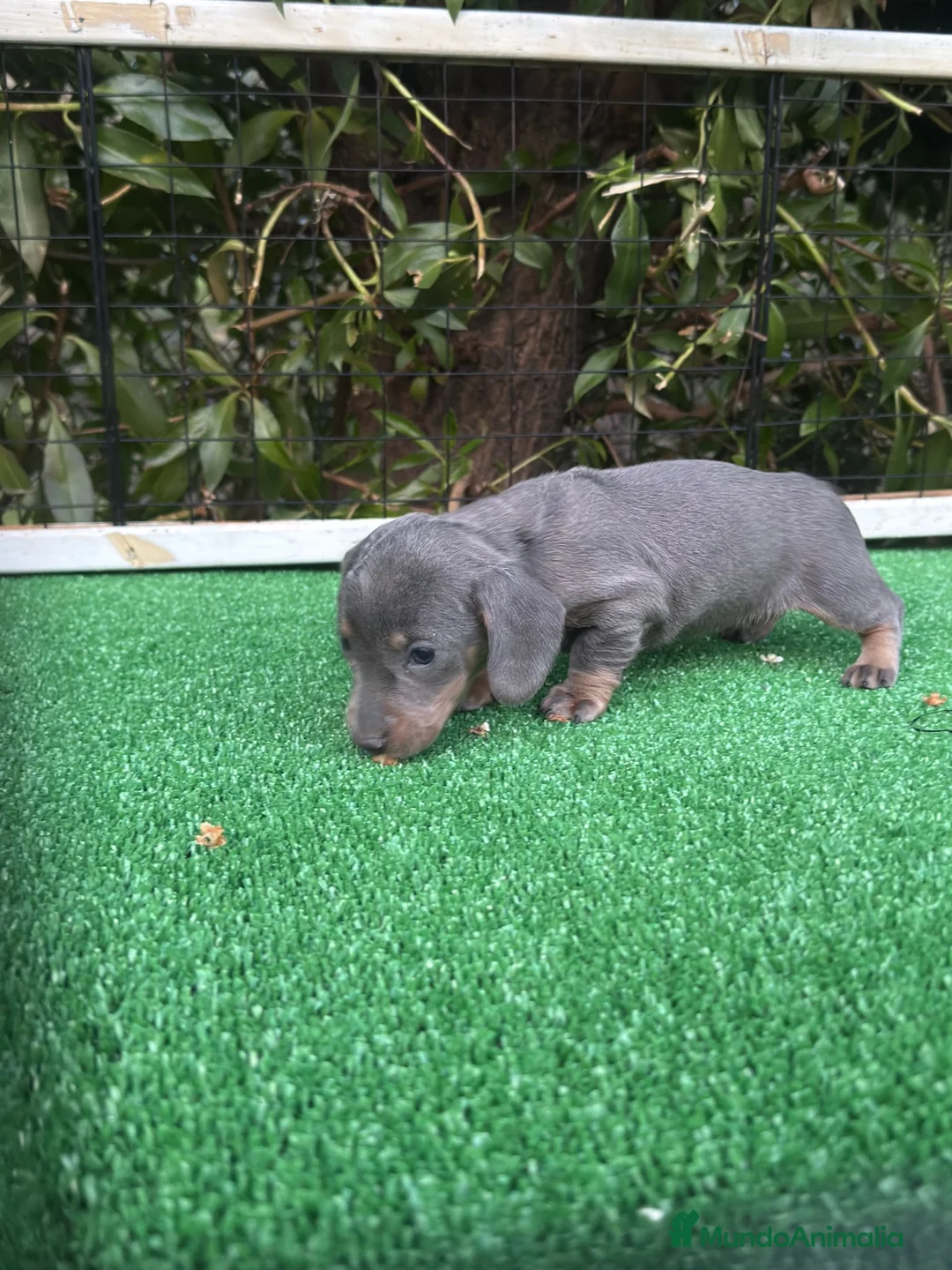 Teckel Miniatura perros en venta: Teckel hembra kanichen Blue And tan  - Anuncio 1