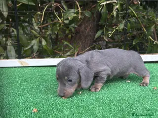 Teckel Miniatura perros Teckel hembra kanichen Blue And tan - Anuncio 1