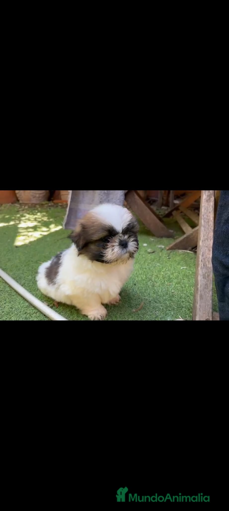 Shih Tzu perros SHIH TZU MACHO EXCLUSIVO. - Anuncio 2