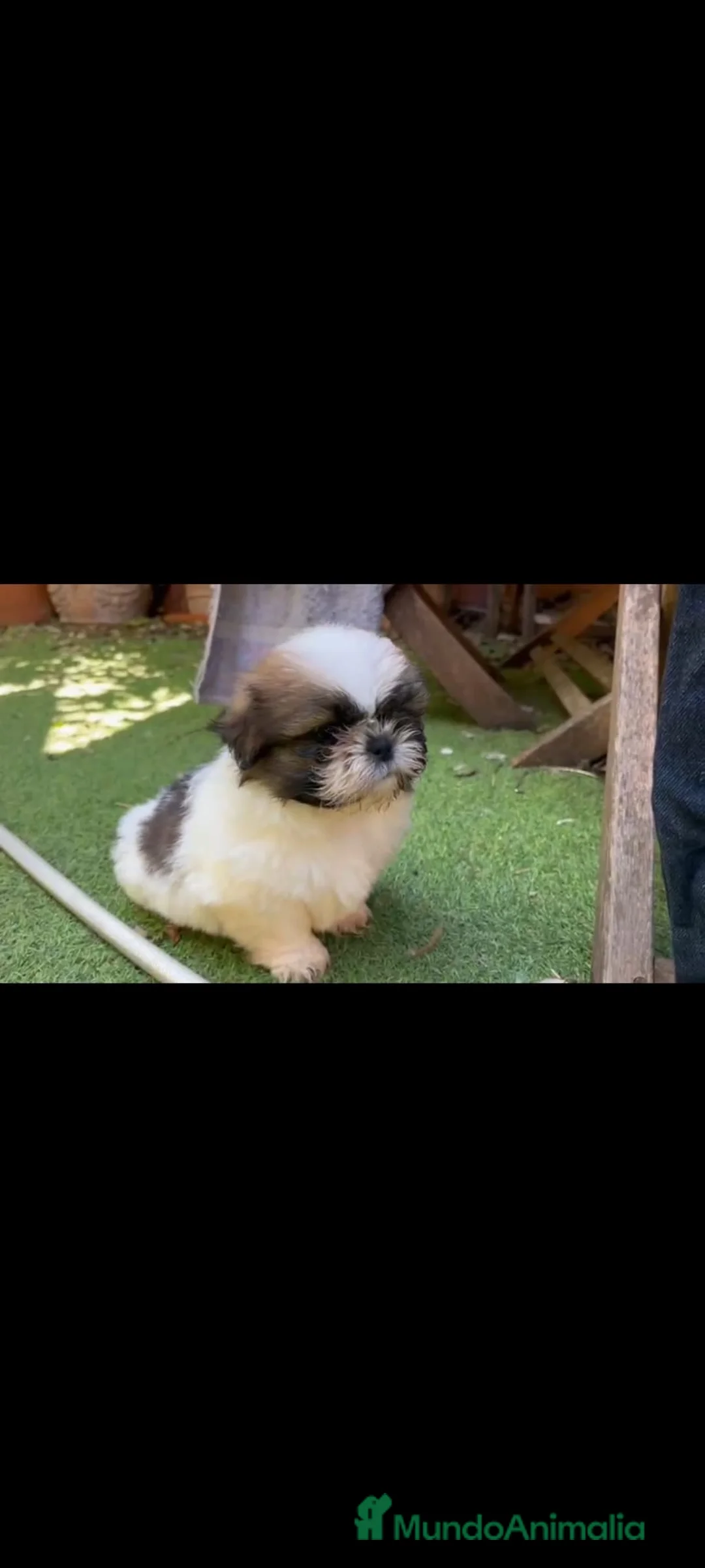 Shih Tzu perros en venta: SHIH TZU MACHO EXCLUSIVO. - Anuncio 1