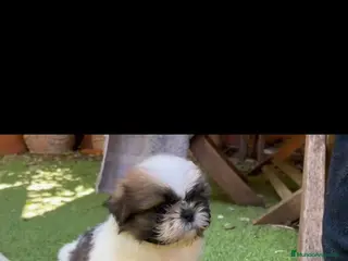 Shih Tzu perros SHIH TZU MACHO EXCLUSIVO. - Anuncio 2