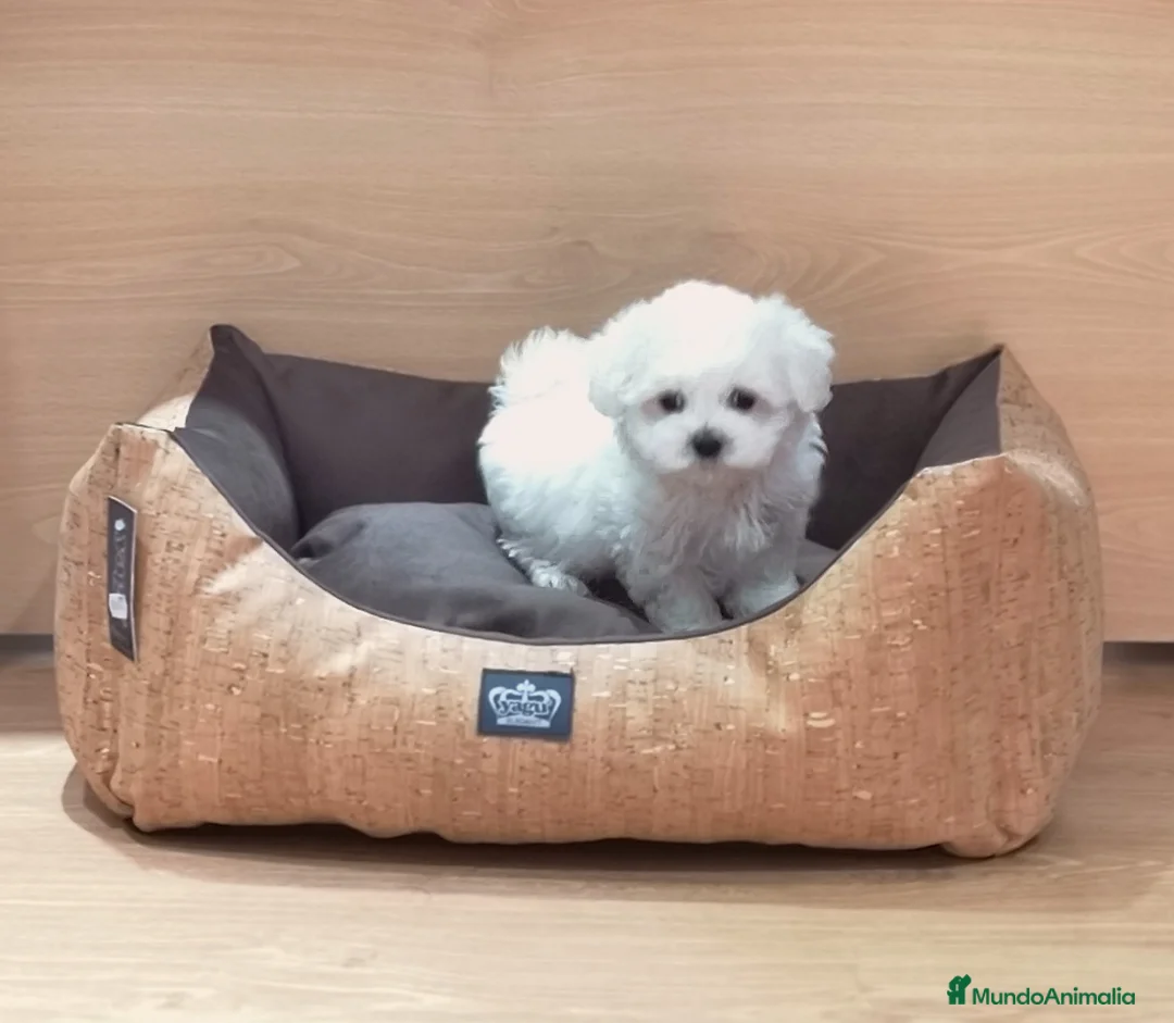 Bichón Maltés perros en venta: Cachorros de Bichón Maltés en Barcelona - Anuncio 3