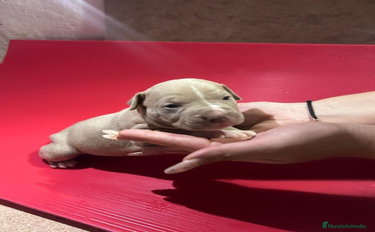 American Pit Bull Terrier perros - Anuncio 1