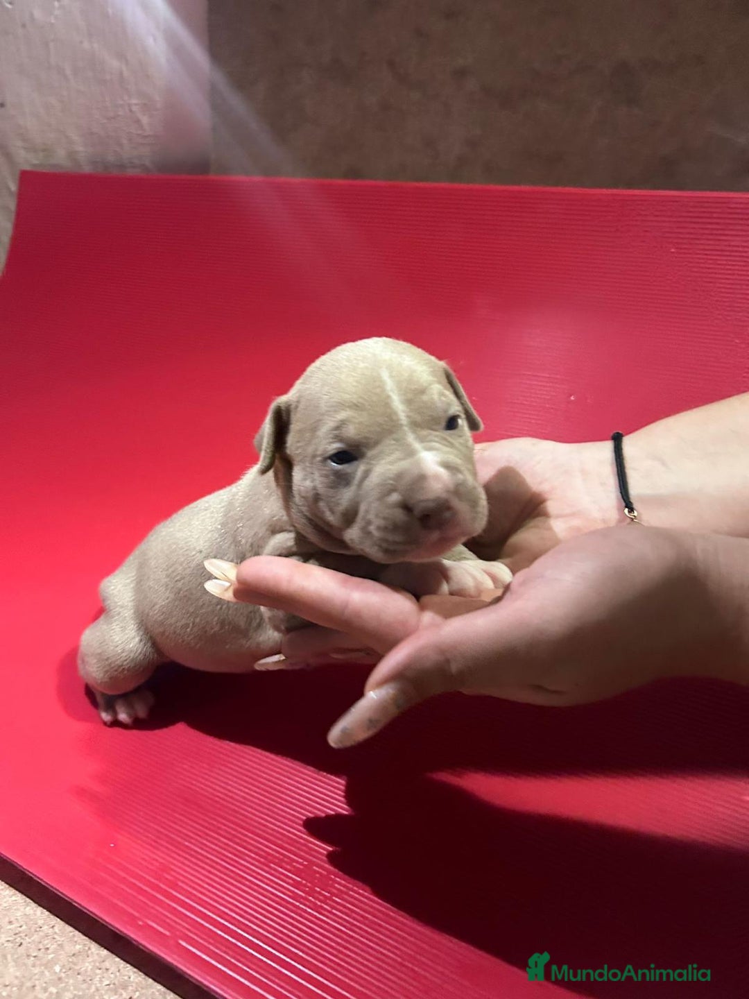American Pit Bull Terrier perros en venta: camada American Pitbull Terrier  - Imagen 1
