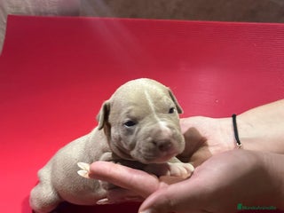 American Pit Bull Terrier perros - Anuncio 24