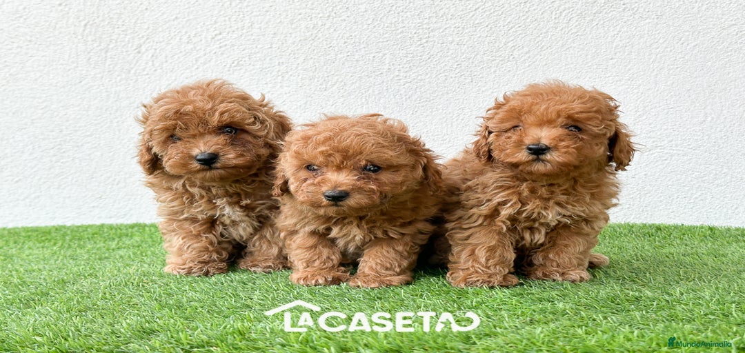 Imagen de galería {{count}}