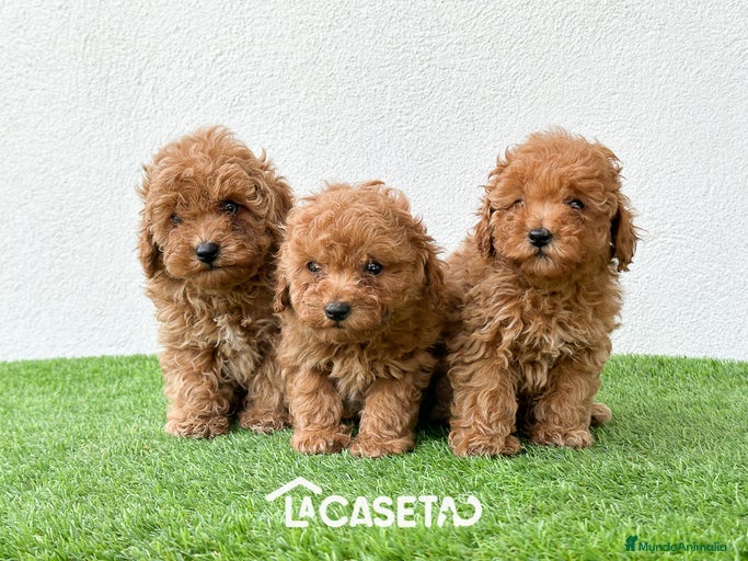 Imagen de galería {{count}}