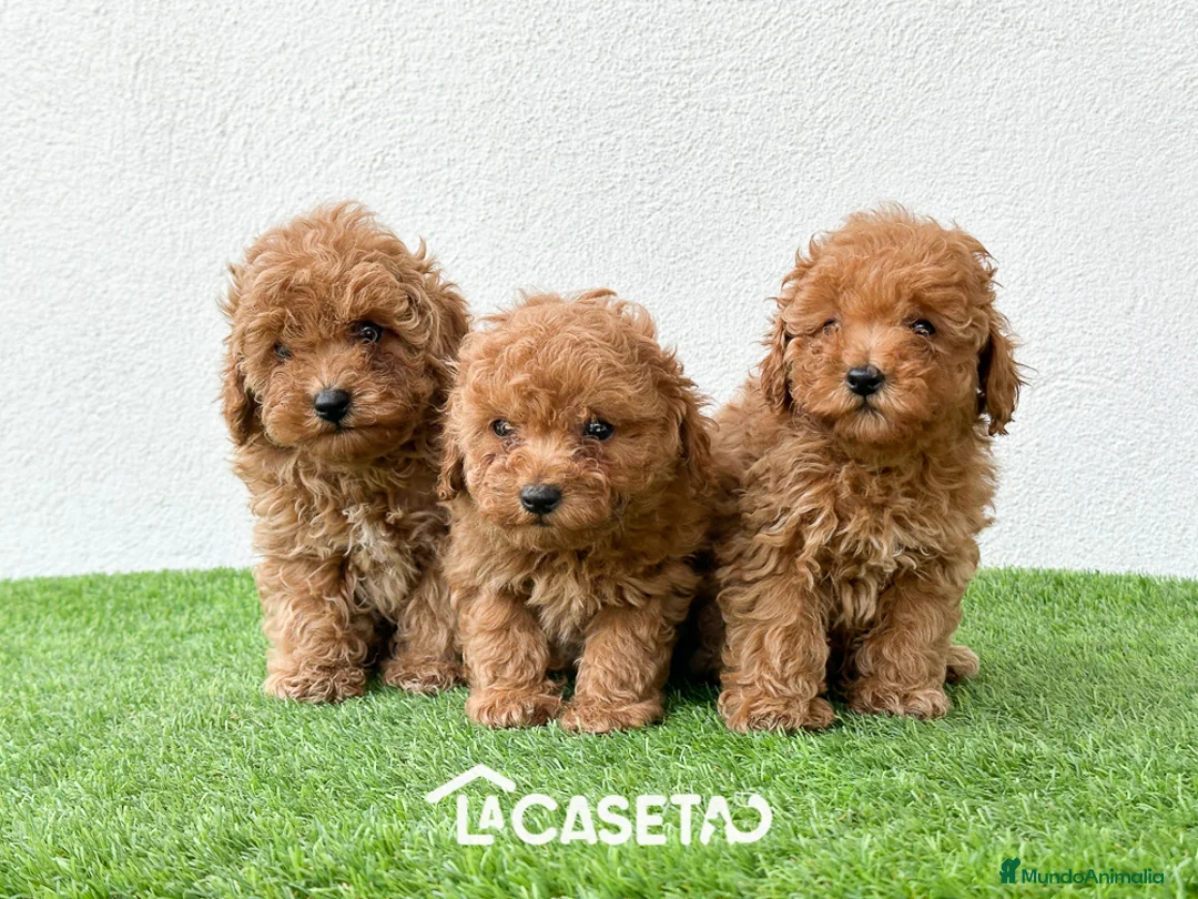 Imagen de galería {{count}}