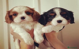 Cavalier King Charles Spaniel perros en venta: Cachorros Cavalier pura raza 🥇✨ - Imagen 5