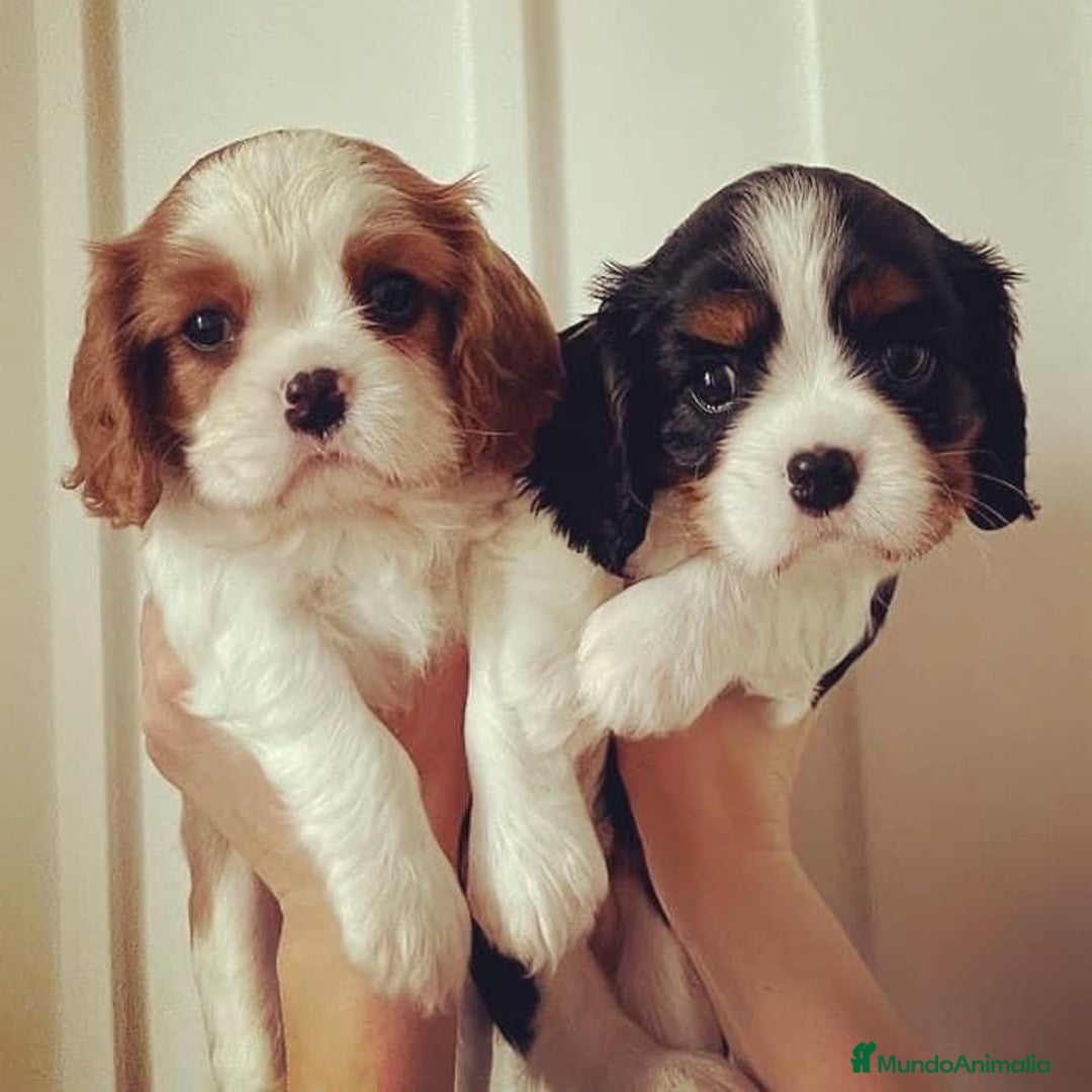 Cavalier King Charles Spaniel perros en venta: Cachorros Cavalier pura raza 🥇✨ - Imagen 5