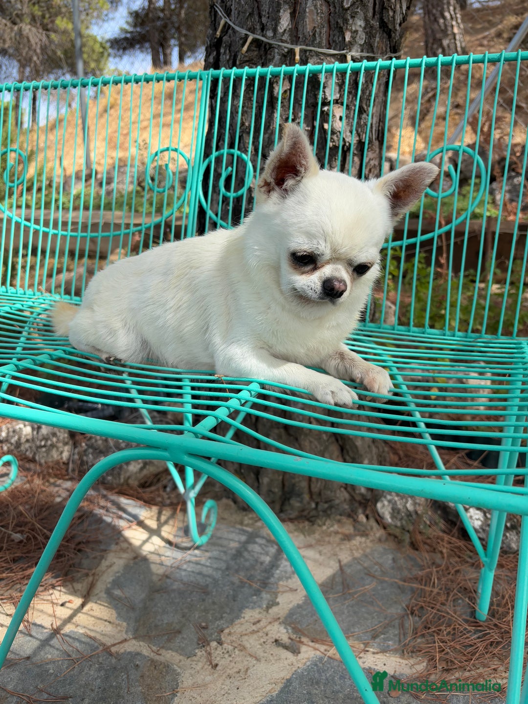 Chihuahua perros en venta: Chihuahua Toy línea inglesa cabeza manzana. - Anuncio 2