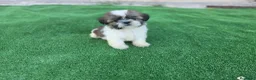 Shih Tzu perros en venta: Shih tzu - Anuncio 2