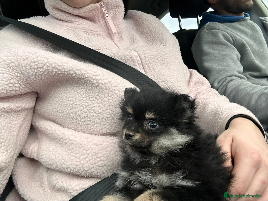 Pomerania perros en venta: Cachorros Pomerania disponibles - Anuncio 8