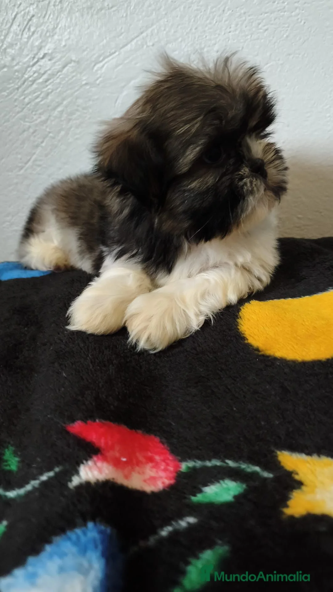 Shih Tzu perros en venta: Último Shih tzu  - Anuncio 2